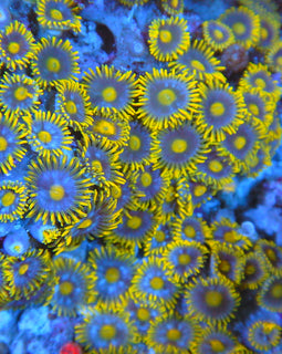 Sunbeam zoa colony #6
