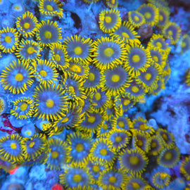 Sunbeam zoa colony #6