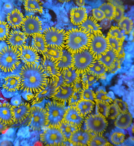 Sunbeam zoa colony #6