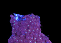 Zoa colony #20