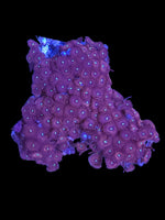 Zoa colony #20