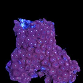 Zoa colony #20
