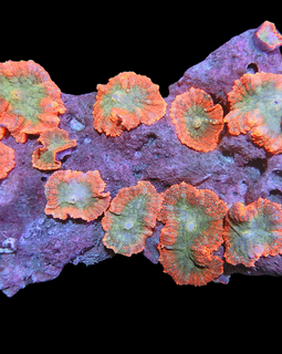 Xl orange with green mushrooms colony