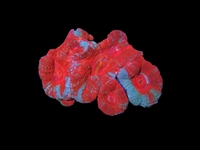 Bowerbanki colony wysiwyg