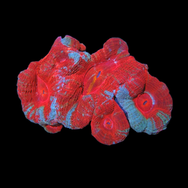 Bowerbanki colony wysiwyg