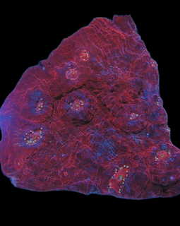 L frag red chalice wysiwyg