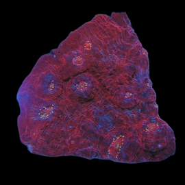 L frag red chalice wysiwyg