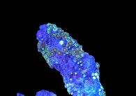 Zoa colony #18