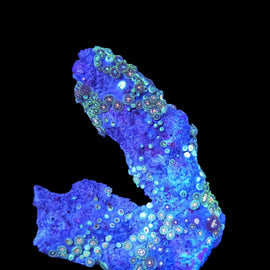 Zoa colony #18