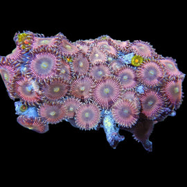 Rosegold zoa colony #17