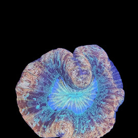 Rainbow openbrain wysiwyg