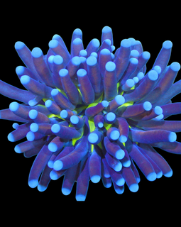 Golden Venom Torch Coral