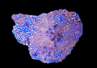 Xl zoa colony #14