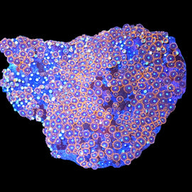 Xl zoa colony #14