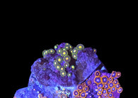 Zoa garden #23