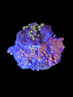 Zoa garden #23