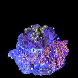 Zoa garden #23