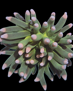 One head pink tips torch