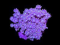 Clove colony wysiwyg