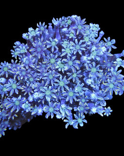 Fireworks clove colony wysiwyg