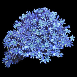 Fireworks clove colony wysiwyg