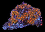 Mutli color zoa colony #21