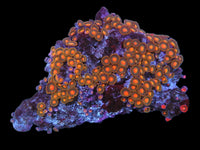 Mutli color zoa colony #21