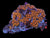 Mutli color zoa colony #21