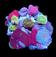 Ultra mix mushrooms colony