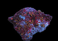 Bicolor zoa colony #19