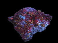Bicolor zoa colony #19
