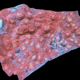 XL red chalice colony wysiwyg