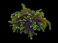 Aquaculture Dragon soul Torch