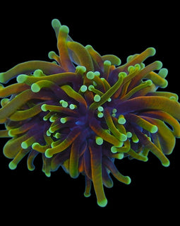 Aquaculture Dragon soul Torch