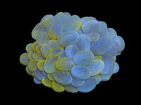M yellow bubble coral wysiwyg