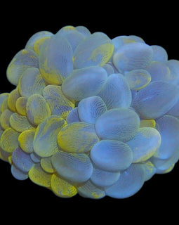M yellow bubble coral wysiwyg