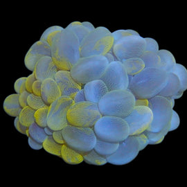 M yellow bubble coral wysiwyg