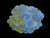 M yellow bubble coral wysiwyg
