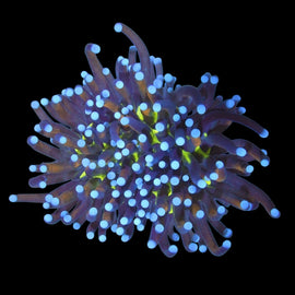 Splitting  ny knicks torch