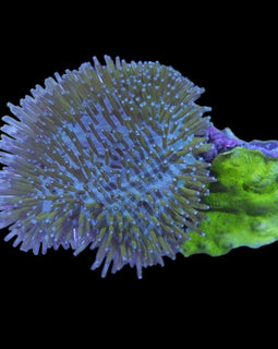 toadstool leather coral and sps wysiwyg