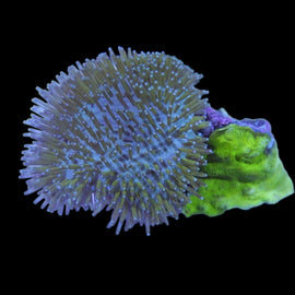 toadstool leather coral and sps wysiwyg