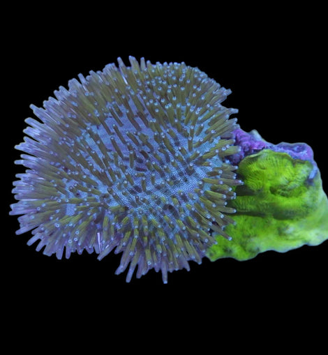 toadstool leather coral and sps wysiwyg