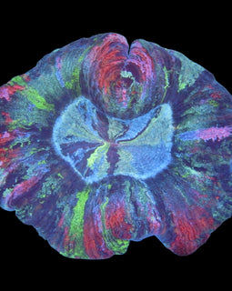 Rainbow  Rose Brain Coral wysiwyg