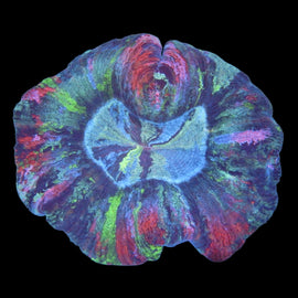 Rainbow  Rose Brain Coral wysiwyg