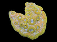 Rare yellow colony wysiwyg