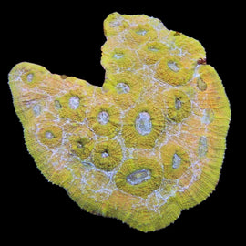 Rare yellow colony wysiwyg
