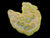 Rare yellow colony wysiwyg