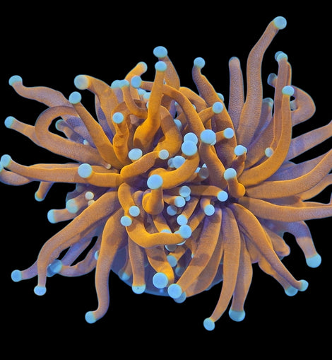 2 heads sungod torch