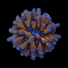 Orange with blue tips torch