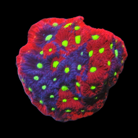 Superman Favites frag wysiwyg